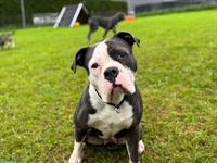 Old English Bulldog Hündin mit Stammbaum