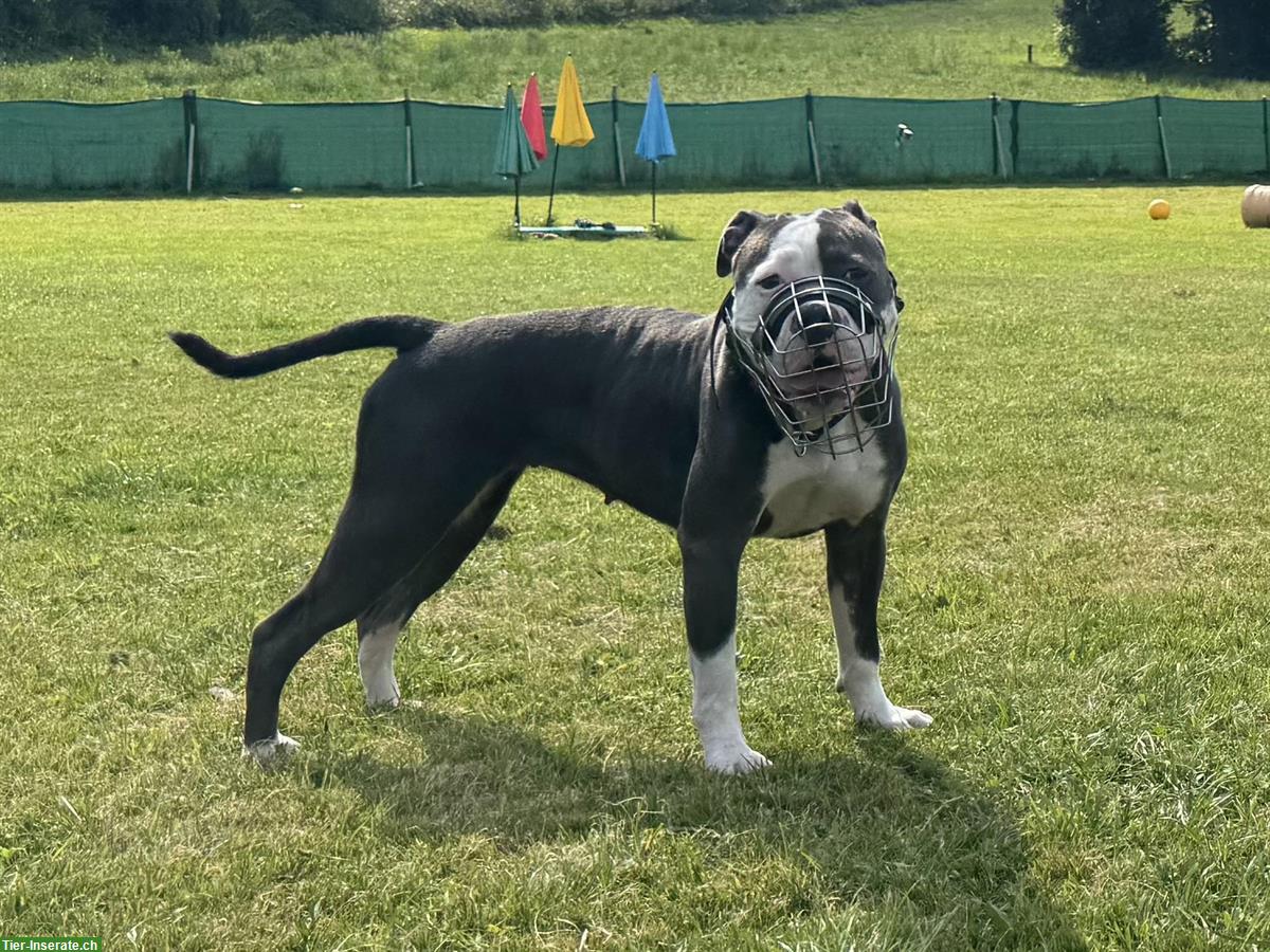 Bild 2: Old English Bulldog Hündin mit Stammbaum