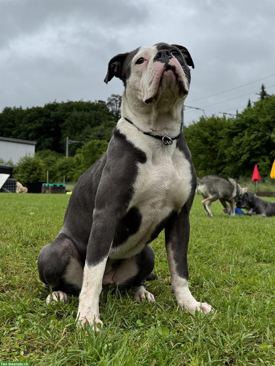 Bild 6: Old English Bulldog Hündin mit Stammbaum