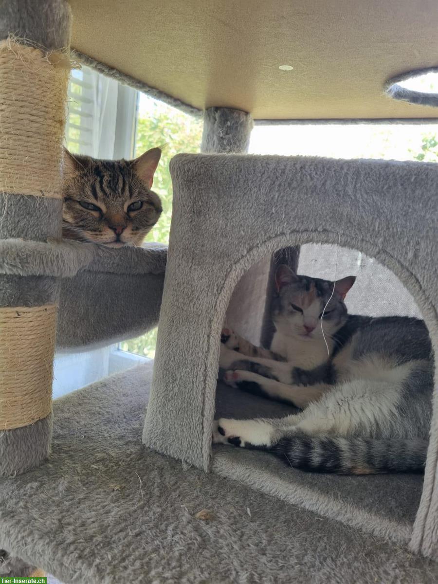 Biete Katzenbetreuung während Ferien / Abwesenheiten