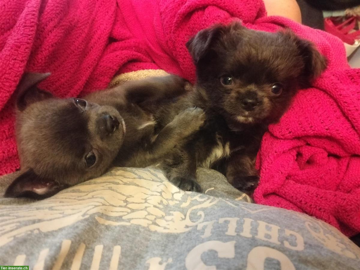 Wunderschöne Chihuahua Welpen in der seltenen Farbe blue