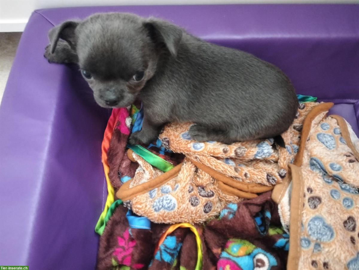 Bild 2: Wunderschöne Chihuahua Welpen in der seltenen Farbe blue