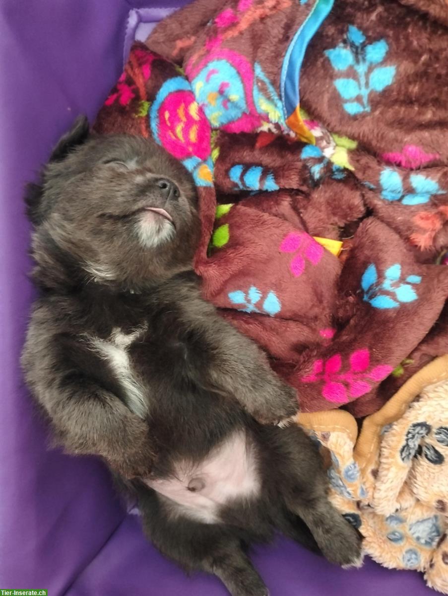 Bild 3: Wunderschöne Chihuahua Welpen in der seltenen Farbe blue