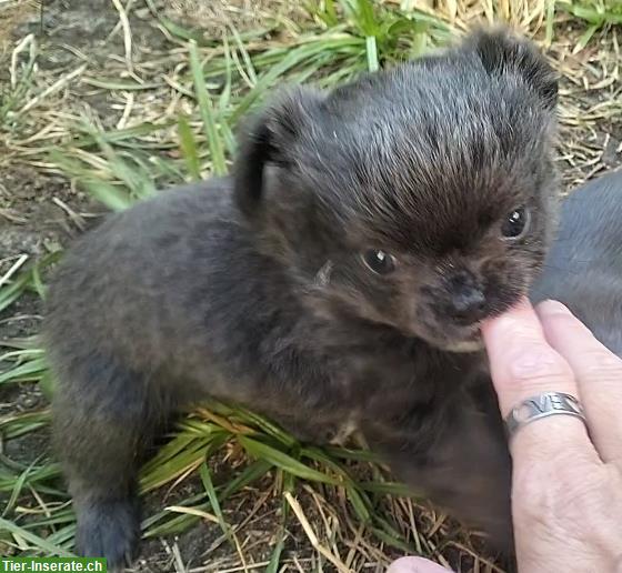 Bild 4: Wunderschöne Chihuahua Welpen in der seltenen Farbe blue