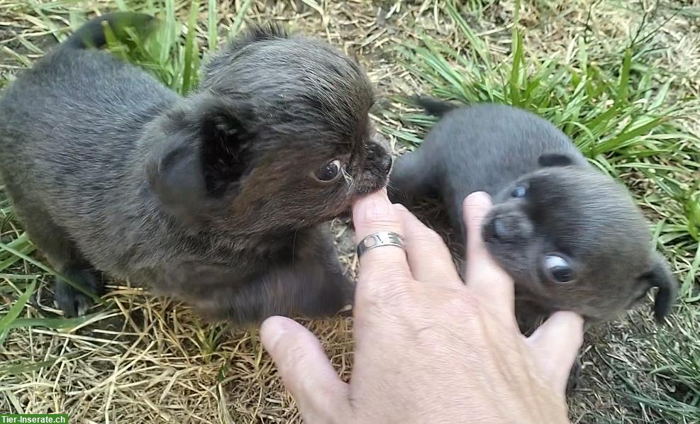 Bild 5: Wunderschöne Chihuahua Welpen in der seltenen Farbe blue