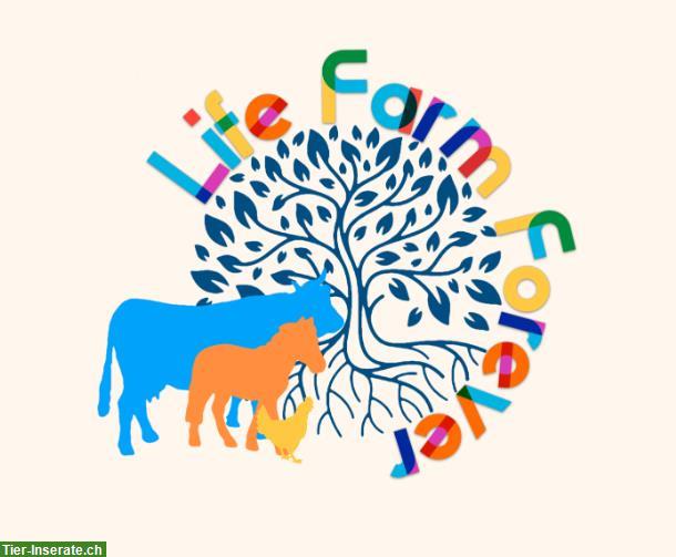 🌿🐷Praktikum auf dem Lebenshof «Life Farm Forever»