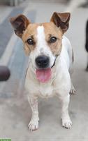 Jack Russell Jacky sucht dringend ein Für-Immer Zuhause