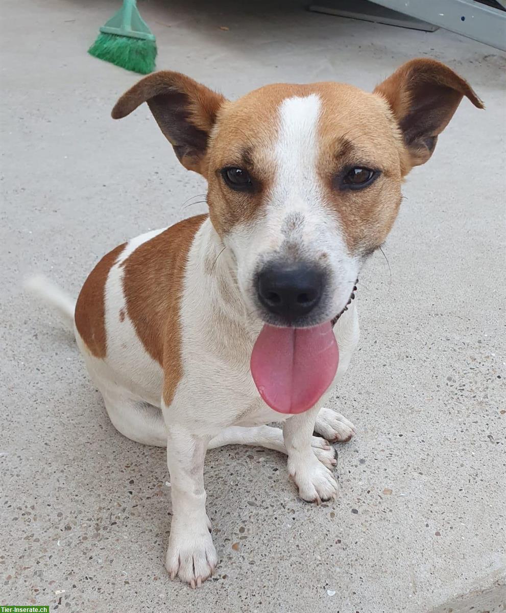 Bild 2: Jack Russell Jacky sucht dringend ein Für-Immer Zuhause