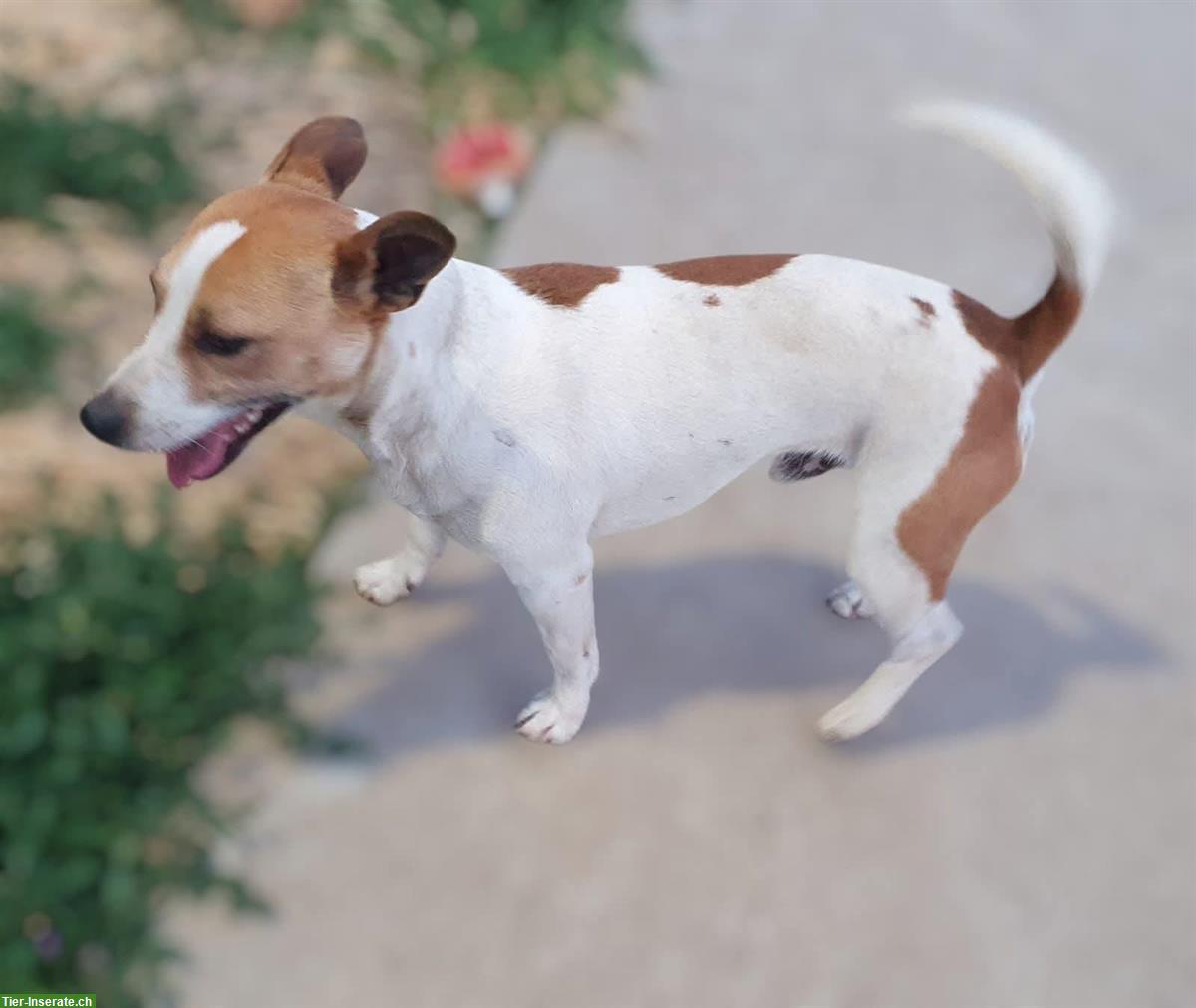 Bild 3: Jack Russell Jacky sucht dringend ein Für-Immer Zuhause