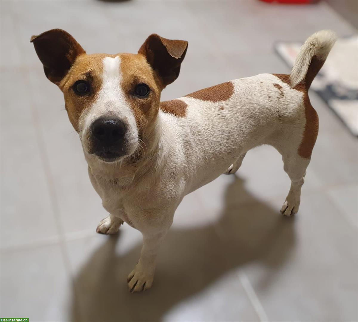 Bild 4: Jack Russell Jacky sucht dringend ein Für-Immer Zuhause