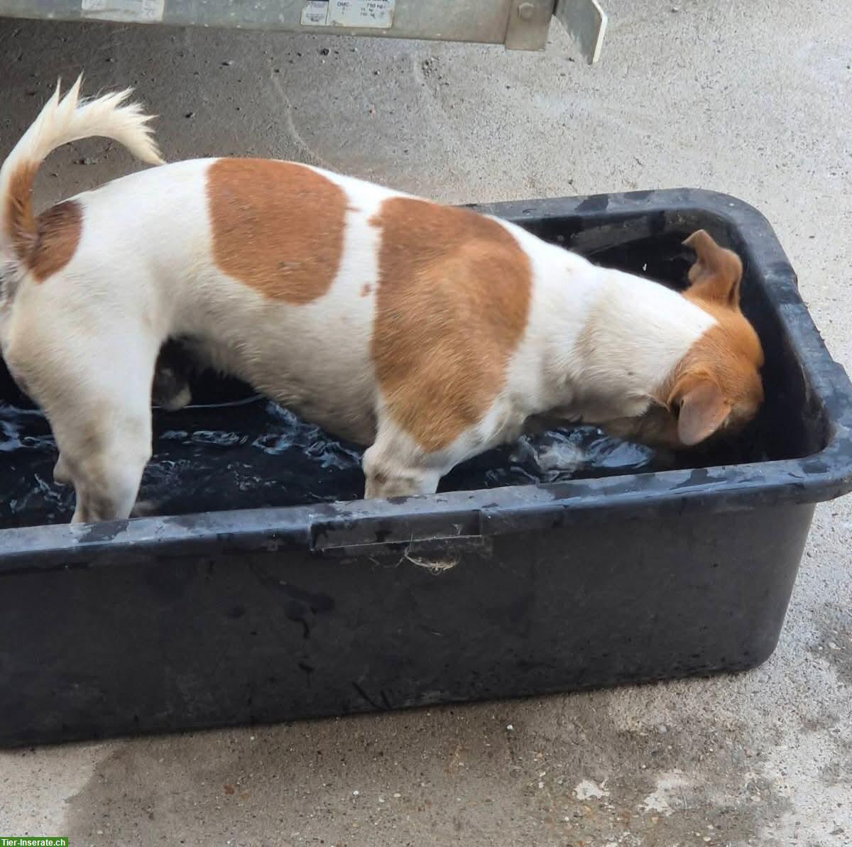 Bild 6: Jack Russell Jacky sucht dringend ein Für-Immer Zuhause