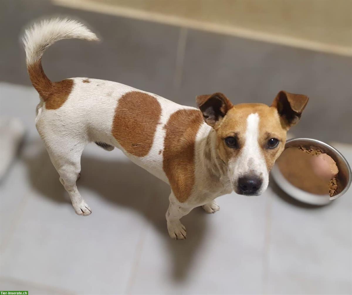 Bild 7: Jack Russell Jacky sucht dringend ein Für-Immer Zuhause