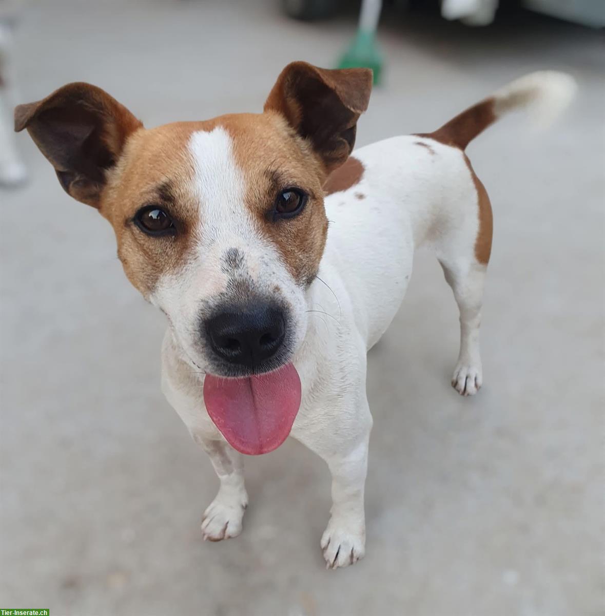 Bild 8: Jack Russell Jacky sucht dringend ein Für-Immer Zuhause