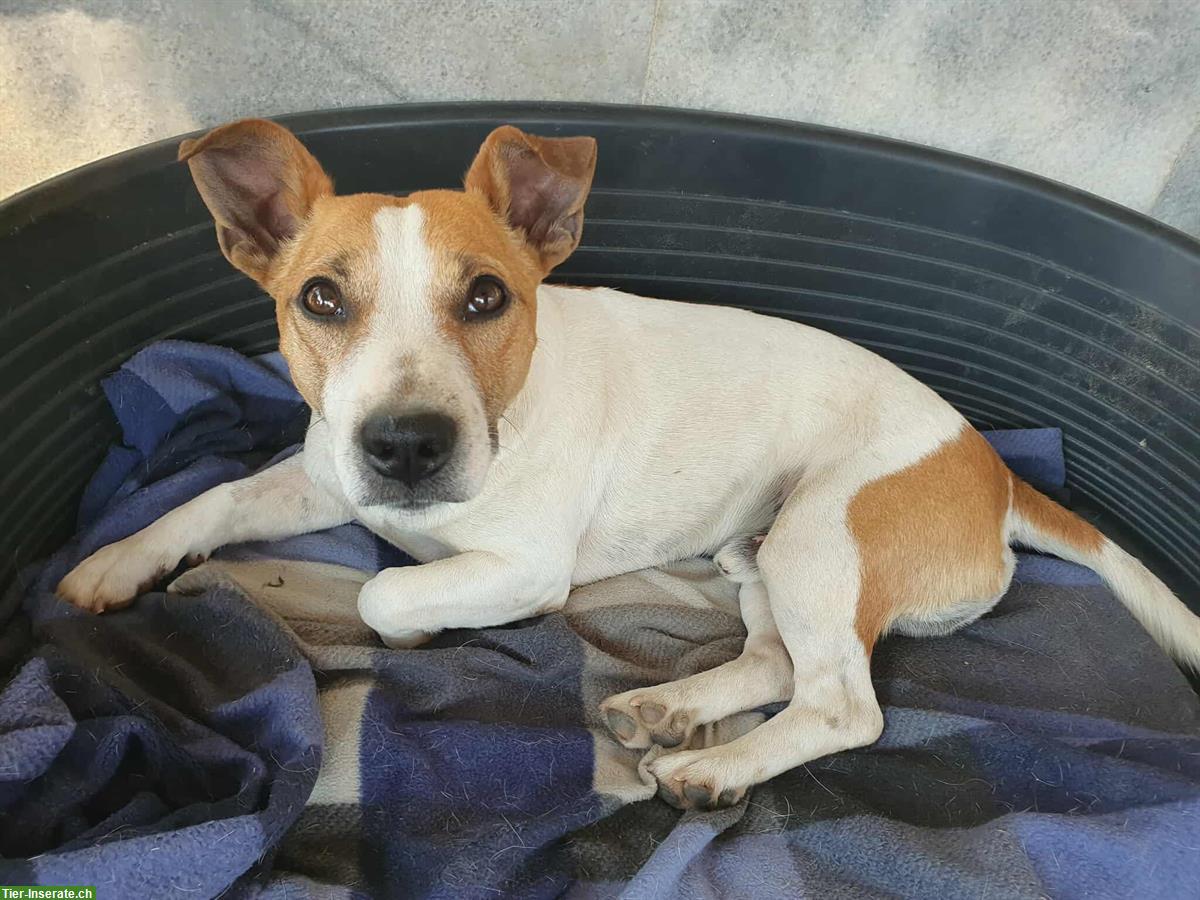 Bild 9: Jack Russell Jacky sucht dringend ein Für-Immer Zuhause