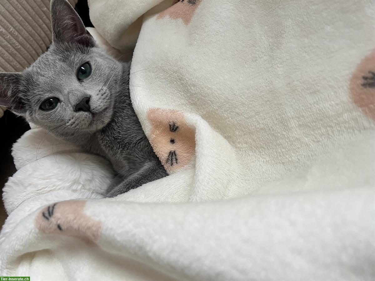 Wunderschöner Russisch Blau Kater abzugeben