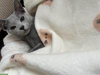 Wunderschöner Russisch Blau Kater abzugeben