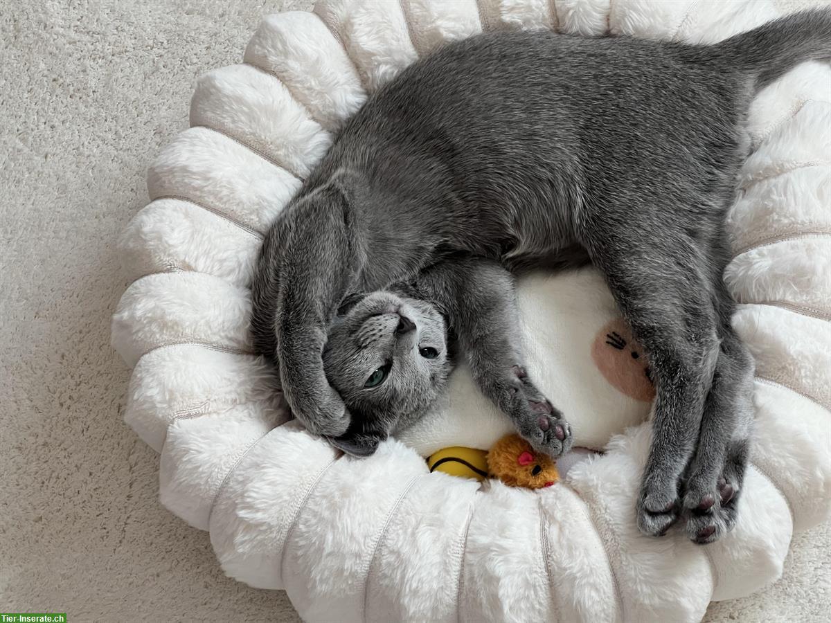 Bild 2: Wunderschöner Russisch Blau Kater abzugeben