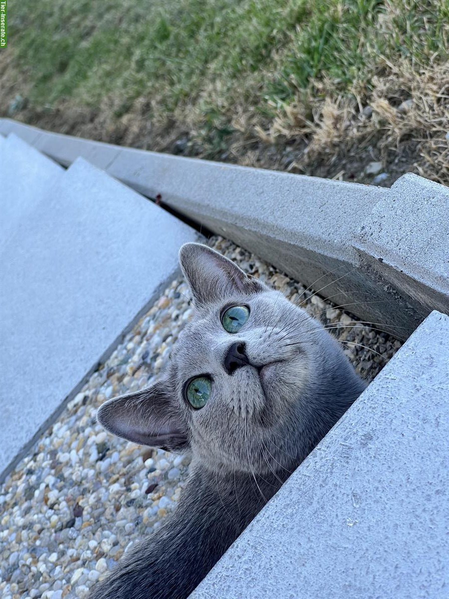 Bild 3: Wunderschöner Russisch Blau Kater abzugeben
