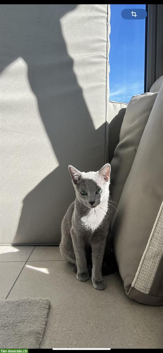Bild 4: Wunderschöner Russisch Blau Kater abzugeben