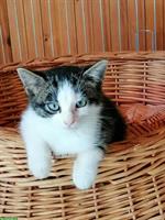 Junger Kater vom Bauernhof zu verkaufen