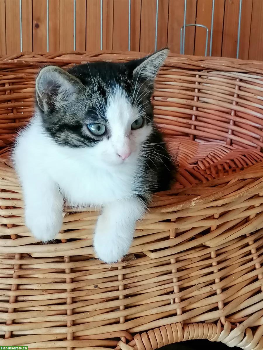 Bild 2: Junger Kater vom Bauernhof zu verkaufen