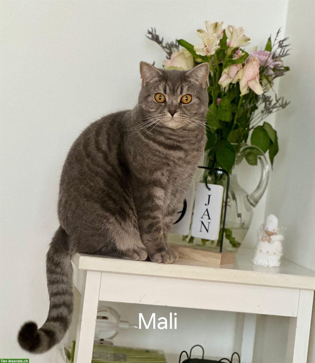 Reinrassige BKH lilac tabby Mali sucht neues Zuhause