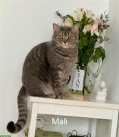 Reinrassige BKH lilac tabby Mali sucht neues Zuhause
