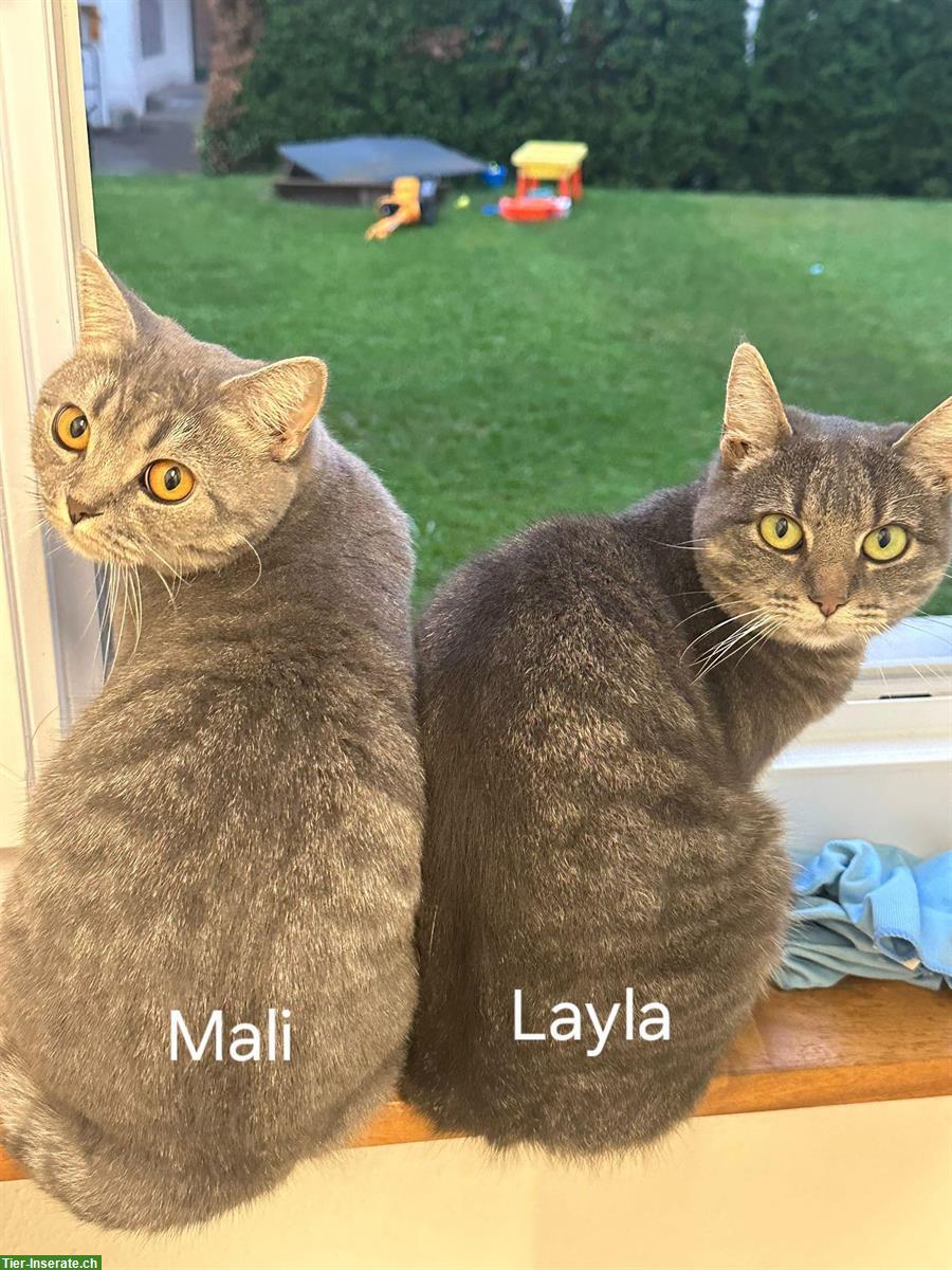 Bild 2: Reinrassige BKH lilac tabby Mali sucht neues Zuhause