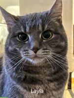 Verschmuste Layla EKH Katze sucht neues Zuhause