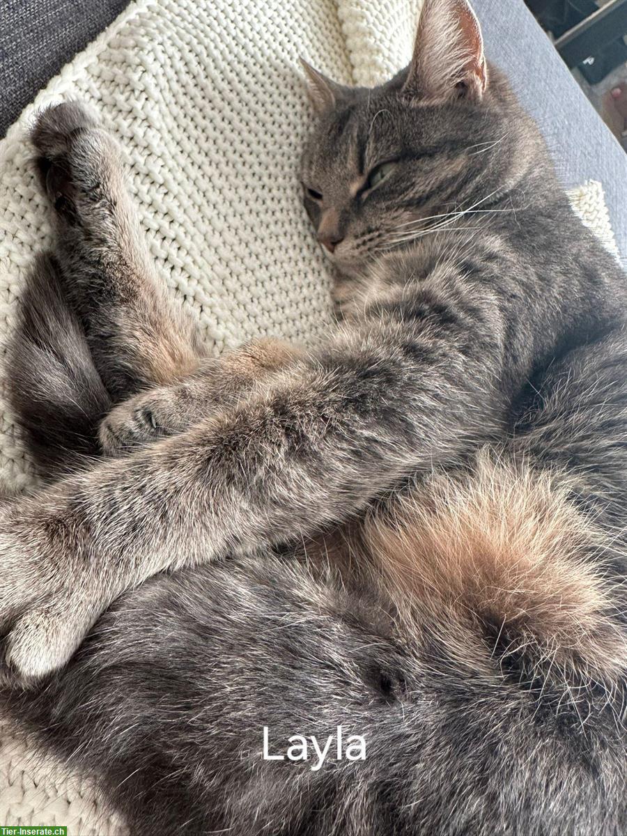 Bild 2: Verschmuste Layla EKH Katze sucht neues Zuhause
