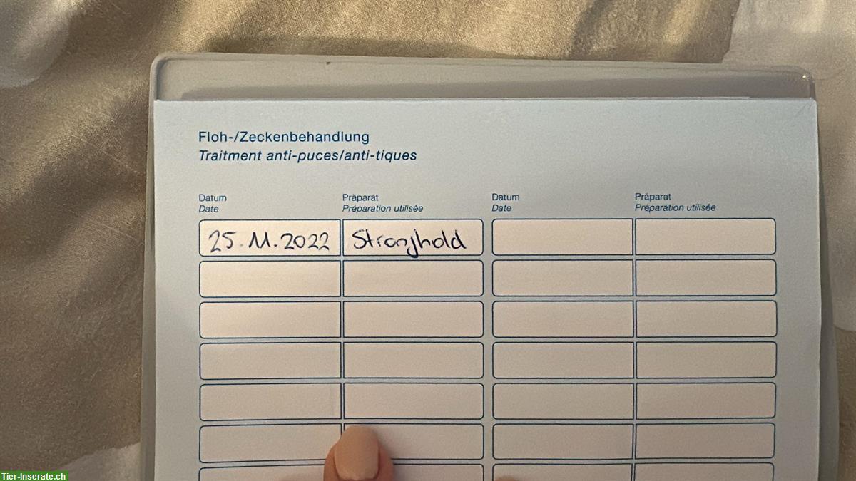 Bild 5: Verschmuste Layla EKH Katze sucht neues Zuhause