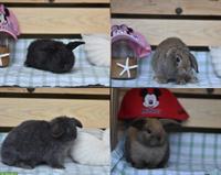Minilop / Zwergwidder Babys suchen ein Zuhause