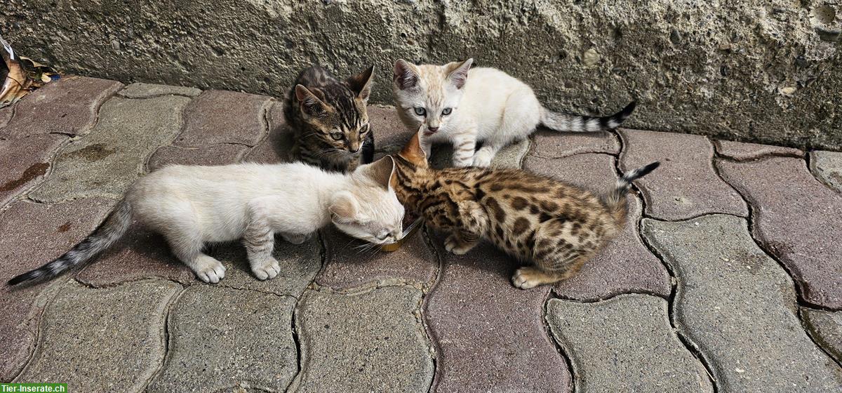 Baby Bengal Kätzli zu verkaufen