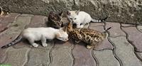 Baby Bengal Kätzli zu verkaufen