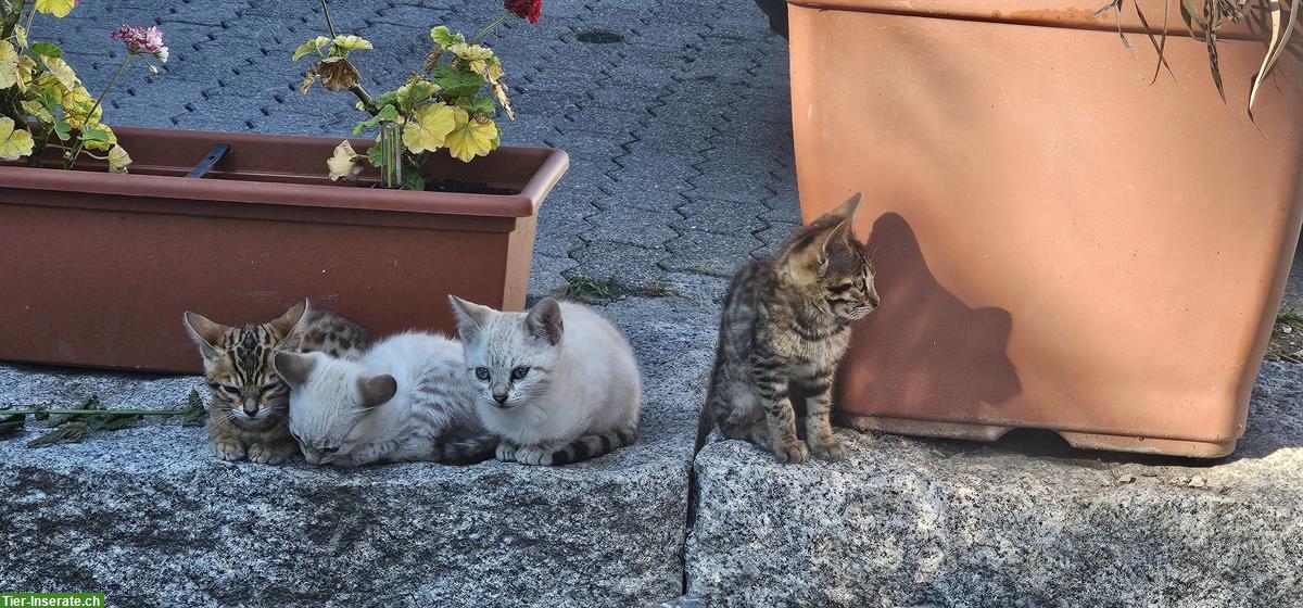 Bild 2: Baby Bengal Kätzli zu verkaufen