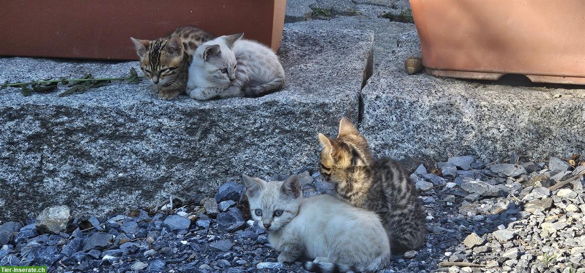 Bild 3: Baby Bengal Kätzli zu verkaufen