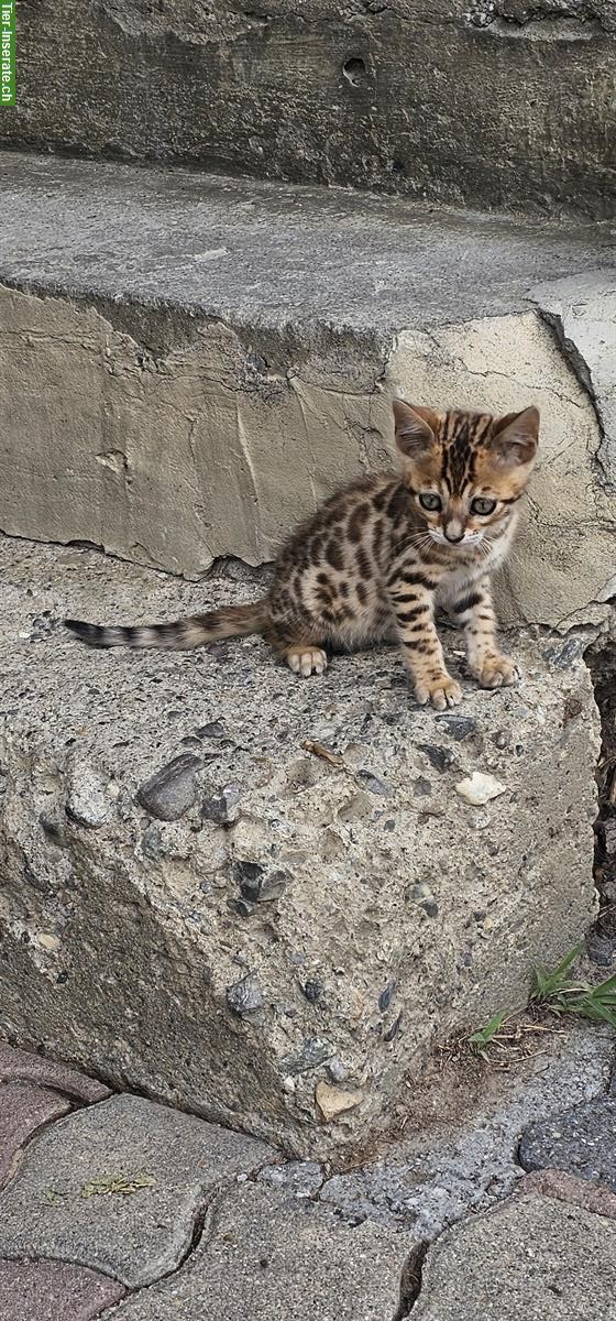 Bild 4: Baby Bengal Kätzli zu verkaufen