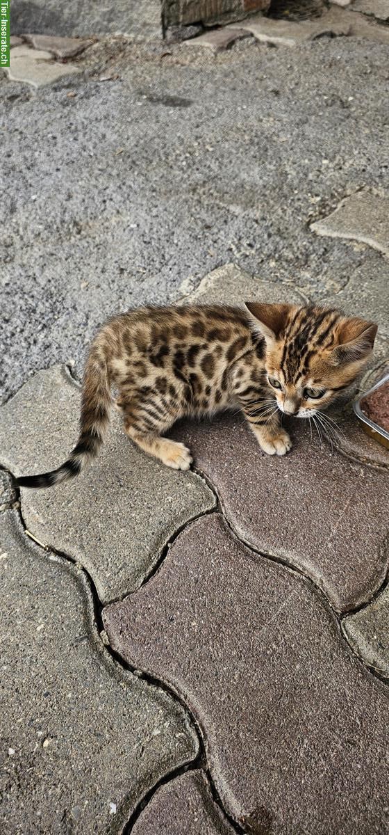 Bild 5: Baby Bengal Kätzli zu verkaufen