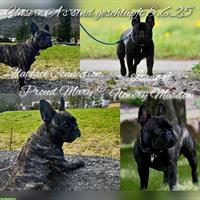 Französische Bulldoggen Welpen mit FCI Papieren, Vorarlberg