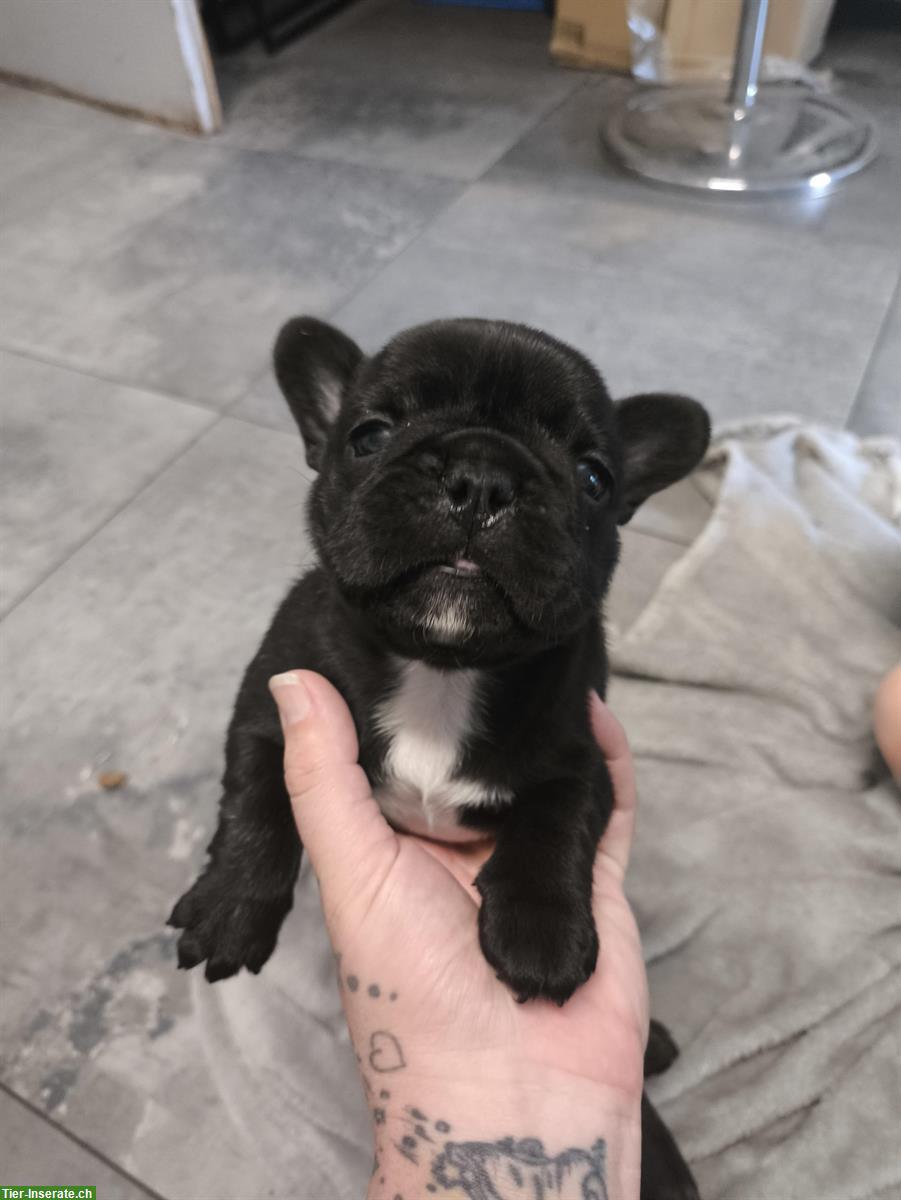 Bild 5: Französische Bulldoggen Welpen mit FCI Papieren, Vorarlberg