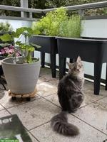 Deckkater-Angebot: Prachtvoller Maine Coon x Ragdoll Kater in Silber