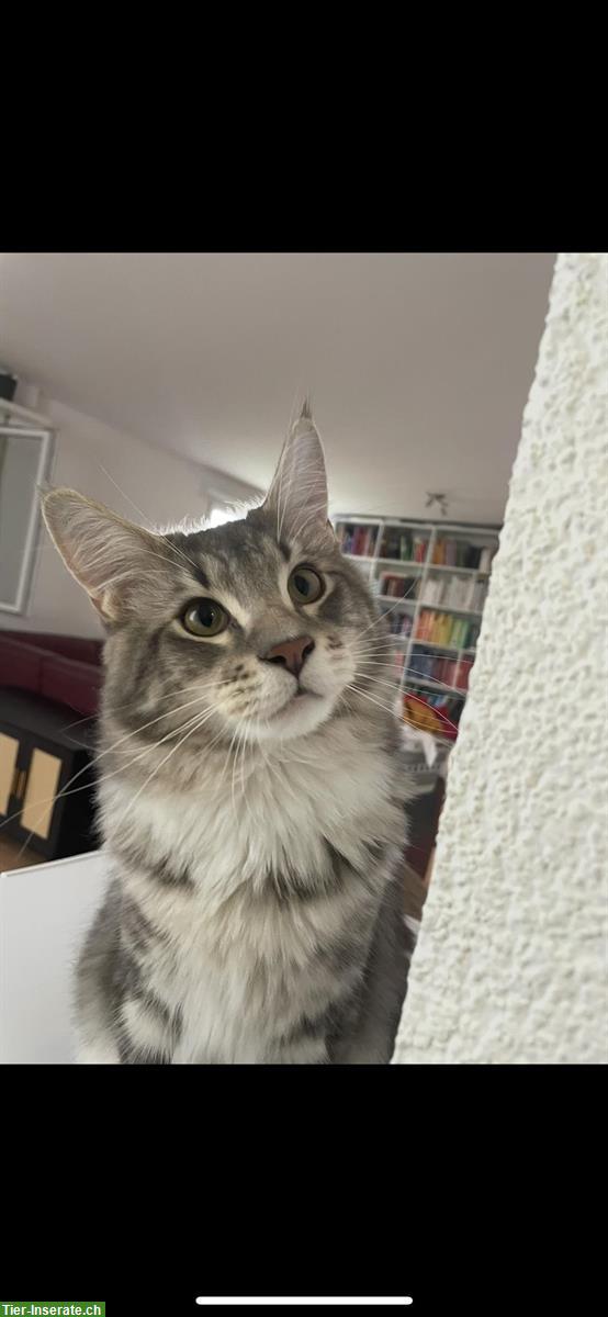 Bild 2: Deckkater-Angebot: Prachtvoller Maine Coon x Ragdoll Kater in Silber