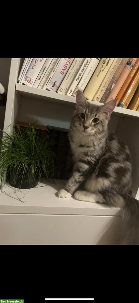 Bild 3: Deckkater-Angebot: Prachtvoller Maine Coon x Ragdoll Kater in Silber