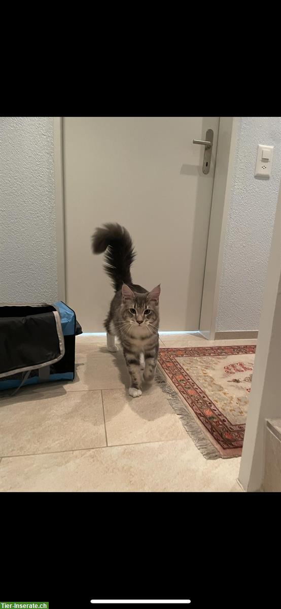Bild 4: Deckkater-Angebot: Prachtvoller Maine Coon x Ragdoll Kater in Silber