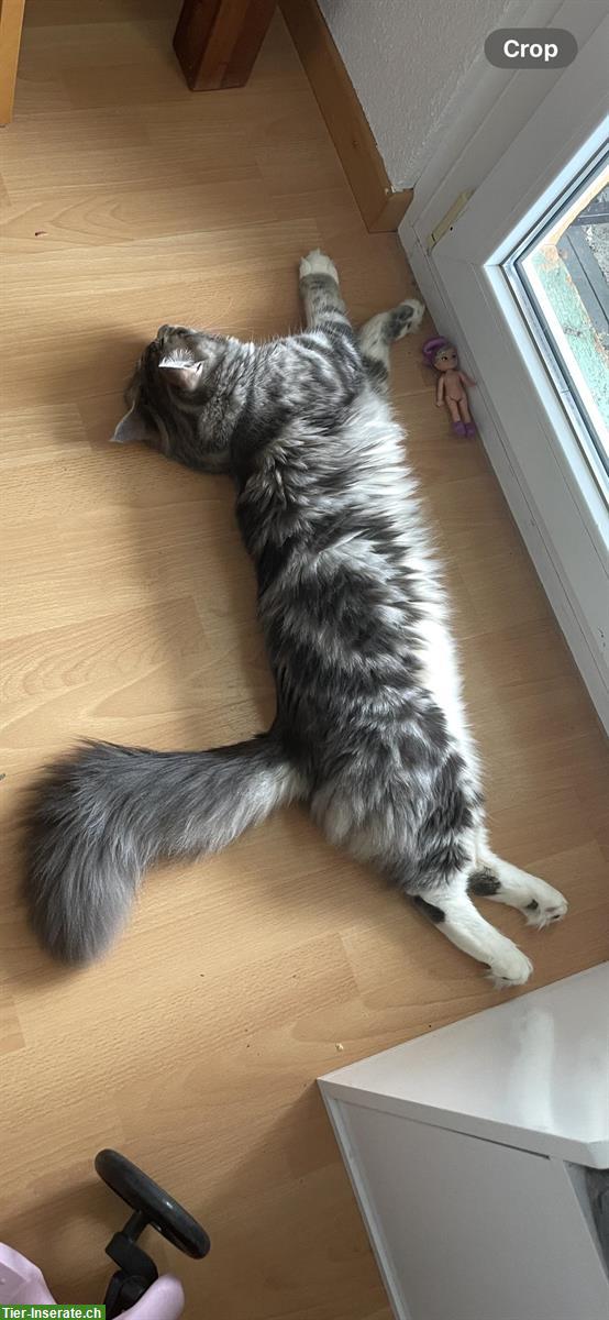 Bild 5: Deckkater-Angebot: Prachtvoller Maine Coon x Ragdoll Kater in Silber