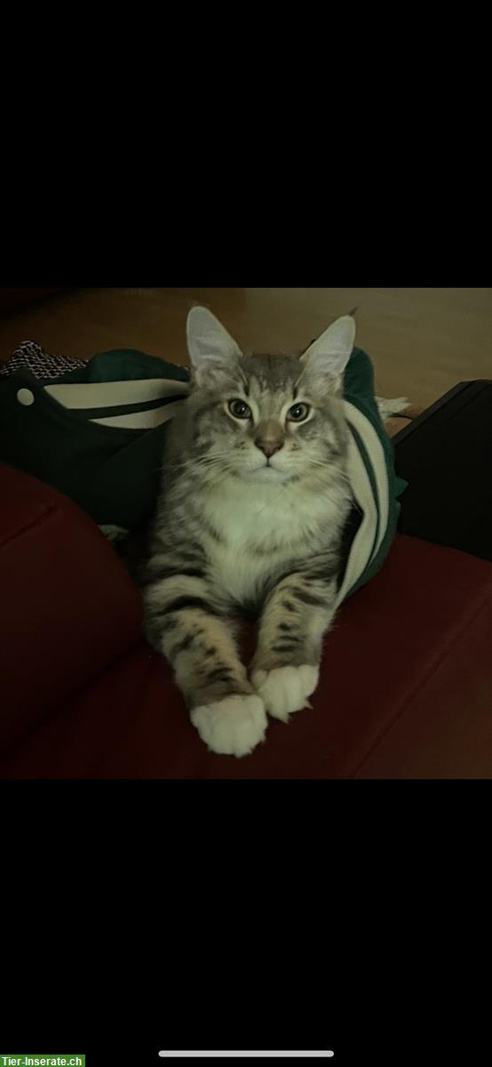Bild 6: Deckkater-Angebot: Prachtvoller Maine Coon x Ragdoll Kater in Silber