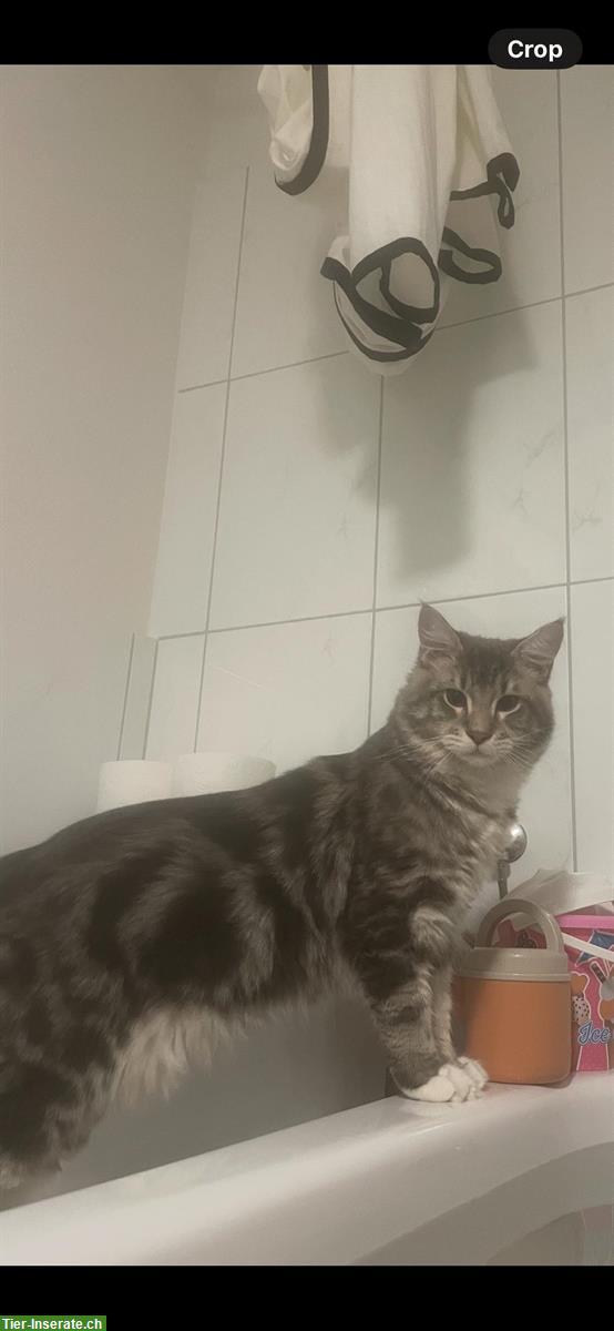 Bild 7: Deckkater-Angebot: Prachtvoller Maine Coon x Ragdoll Kater in Silber