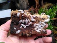 Porcellio laevis panda Asseln zu verkaufen