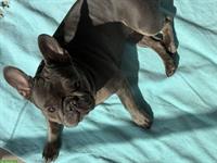 Verschmuste Französische Bulldogge Hündin, 2.5-jährig