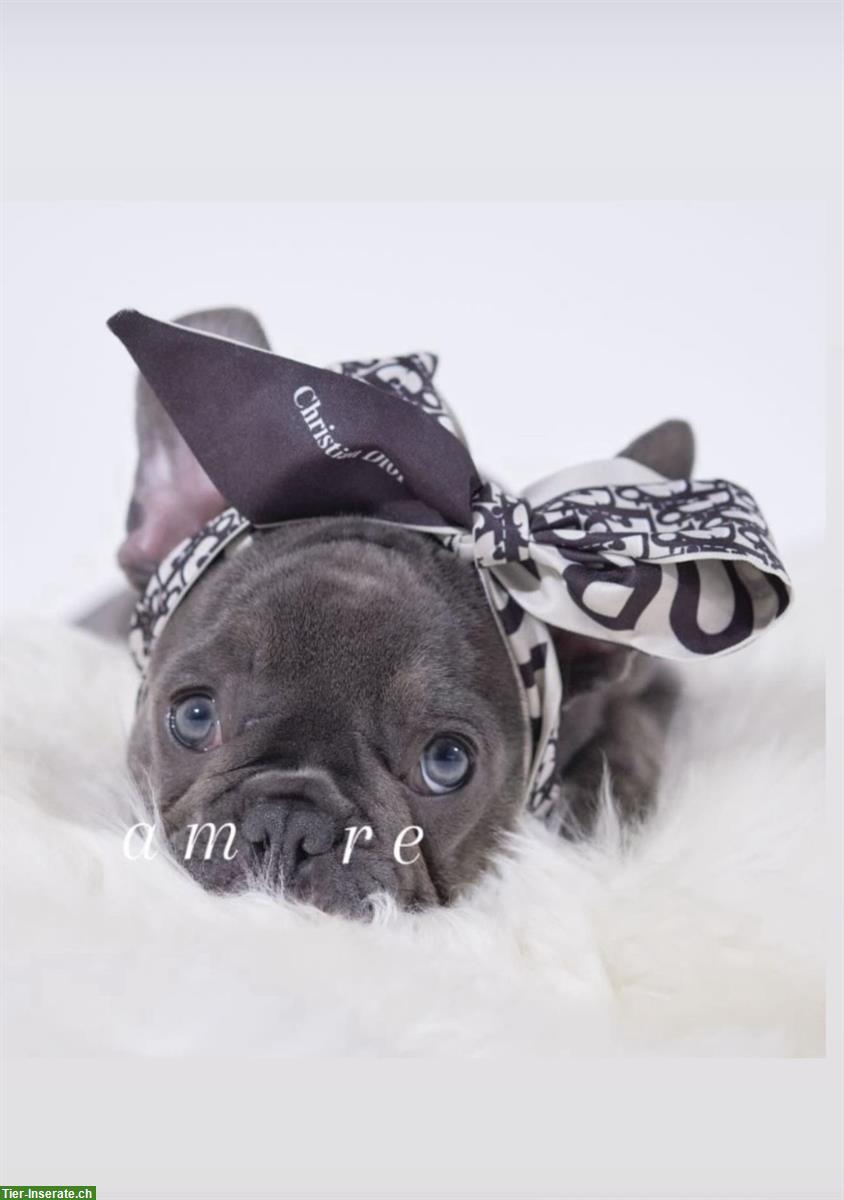 Bild 2: Verschmuste Französische Bulldogge Hündin, 2.5-jährig